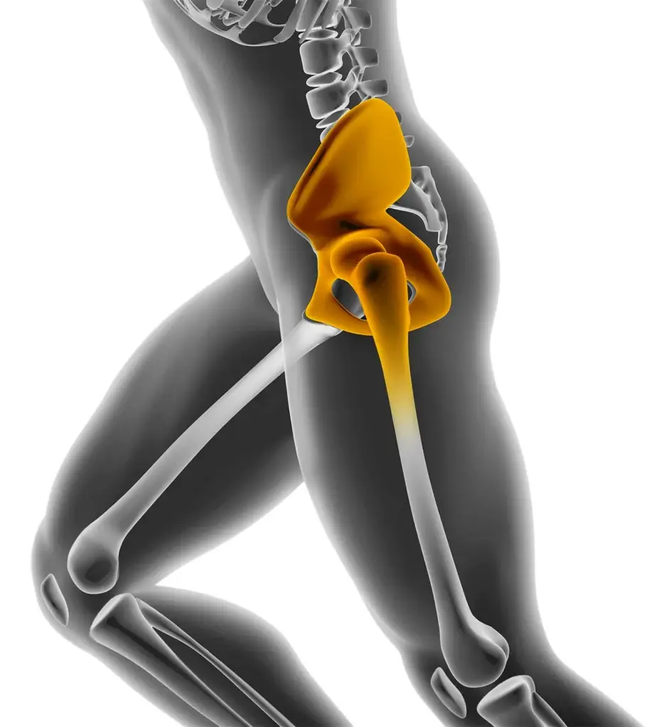 3D medical illustration of the human hip joint with pelvis, acetabulum, and proximal femur highlighted in amber against a translucent skeletal body on white background